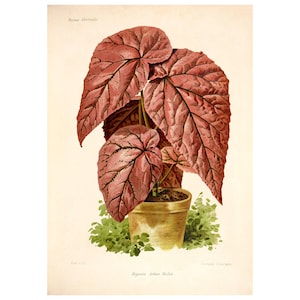 Begonia Arthur Mallet Vintage Lithograph (1832-1922) - Giclee Fine Art Print - Framed/Unframed/Canvas