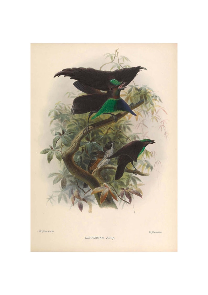 Magnificent Riflebird Drawing Magnificent Riflebird Bird-of-paradise Vintage Illustration - Giclee ...