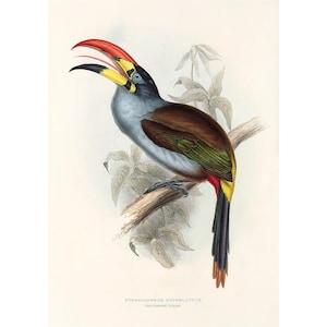 Grey-Breasted Toucan Vintage Illustration - Giclee Fine Art Print - Framed / Unframed / Canvas