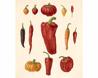 Pepper Varieties Antique Illustration - Giclee Fine Art Print - Framed / Unframed / Canvas