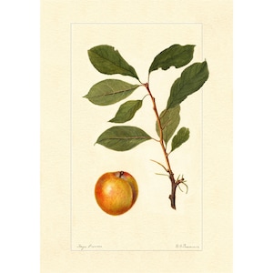 Plums Fruits Plum Varieties Vintage Lithograph 1900s Giclee Fine Art Print - Framed / Unframed / Canvas