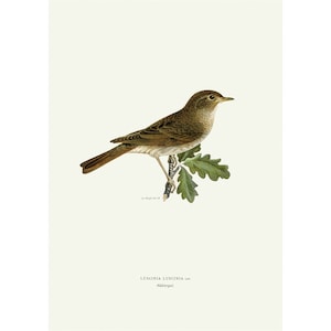 Thrush Nightingale Vintage Illustration Giclee Fine Art Print Framed / Unframed / Canvas