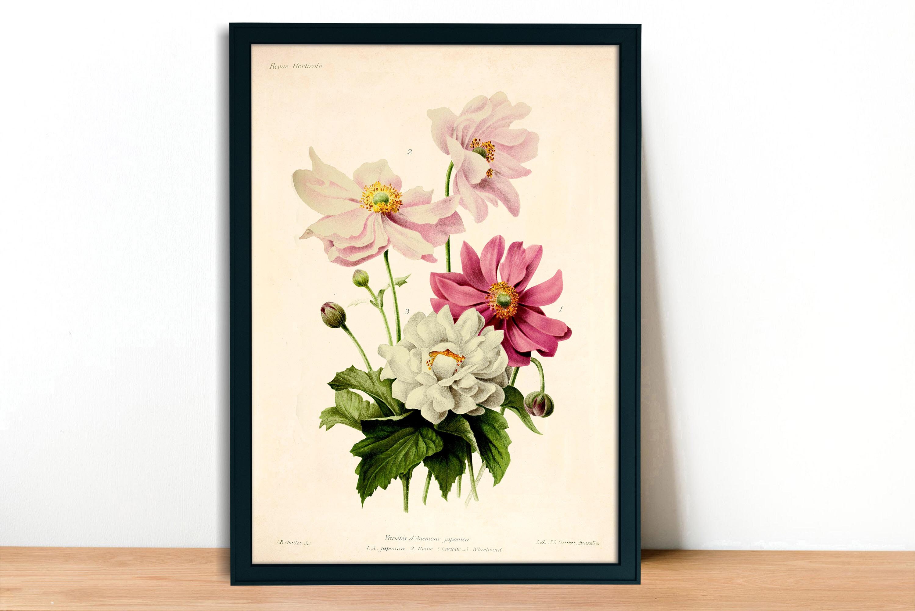 Japanese Anemone Vintage Lithograph (1832-1922) - Giclee Fine Art