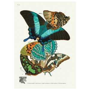 Butterflies Les Papillons Plate 13 Vintage Illustration Giclee Fine Art Print - Framed / Unframed / Canvas