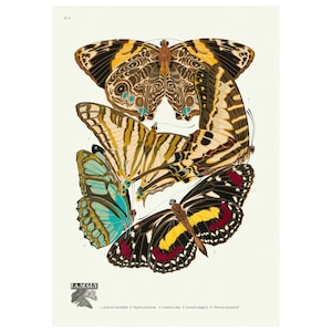 Butterflies Les Papillons Plate 5 Vintage Illustration Giclee Fine Art Print - Framed / Unframed / Canvas