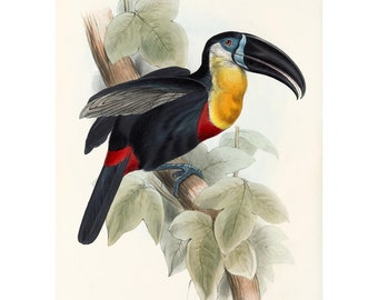 Channel-Billed Toucan Vintage Lithographie - Giclee Fine Art Print