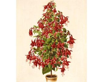 May include: Vintage botanical illustration of a Fuchsia Abel Carrière plant in a pot. The plant features vibrant red flowers and green leaves, set against a cream-colored background. The image includes the text "Revue Horticole" at the top.
