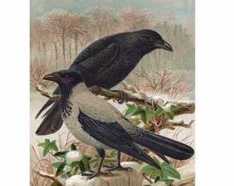 Carrion Crow and Hooded Crow - Giclee Fine Art Print - Framed / Unframed / Canvas