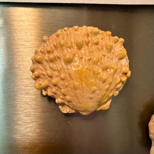 May include: A light brown, textured seashell with a bumpy surface. The shell has a rounded shape and a slightly yellow hue, suggesting it may be a natural, organic item. The shell is resting on a metallic surface.