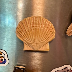 May include: A tan seashell magnet with a detailed, fan-like pattern. The magnet is a light beige color with subtle orange hues, and is attached to a metallic surface. The seashell is a decorative item.