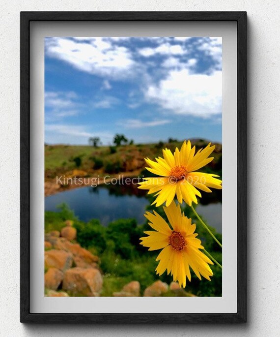 Wichita Mountain Yellow Wildflowers