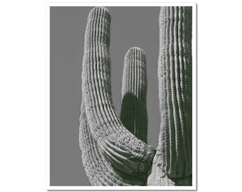 Arizona Cactus - Phoenix, Arizona - Fine Art Photography Print