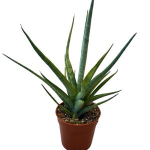 Breloque femme Sansevieria