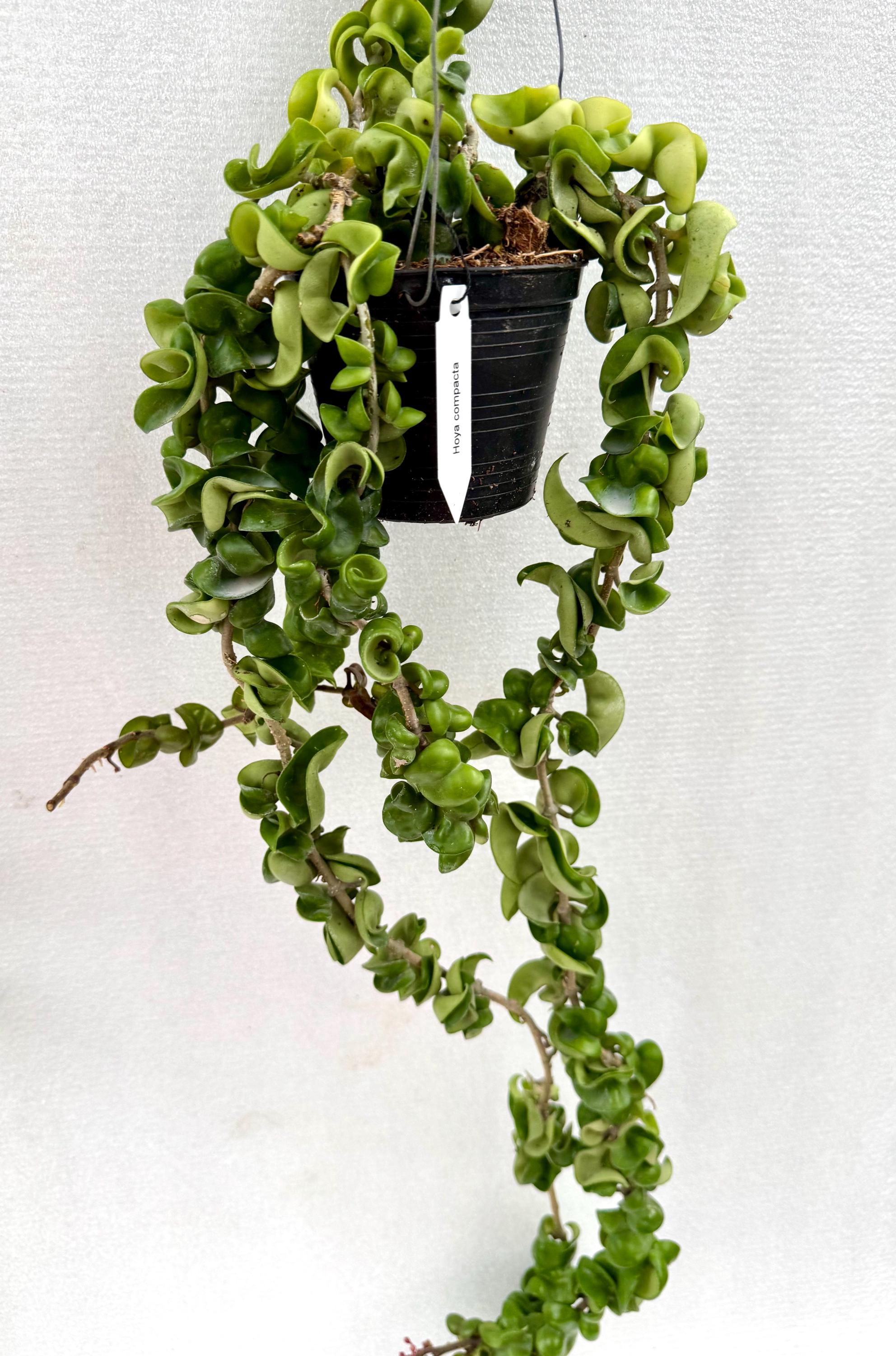 hoya nabawaensis variegated カット苗 Hoya nabawanensis (variegated