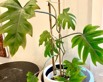 Philodendron Mayoi Tree