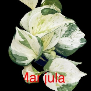 Manjula Pothos