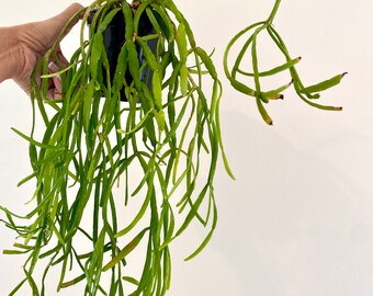 Rhipsalis Micrantha Large