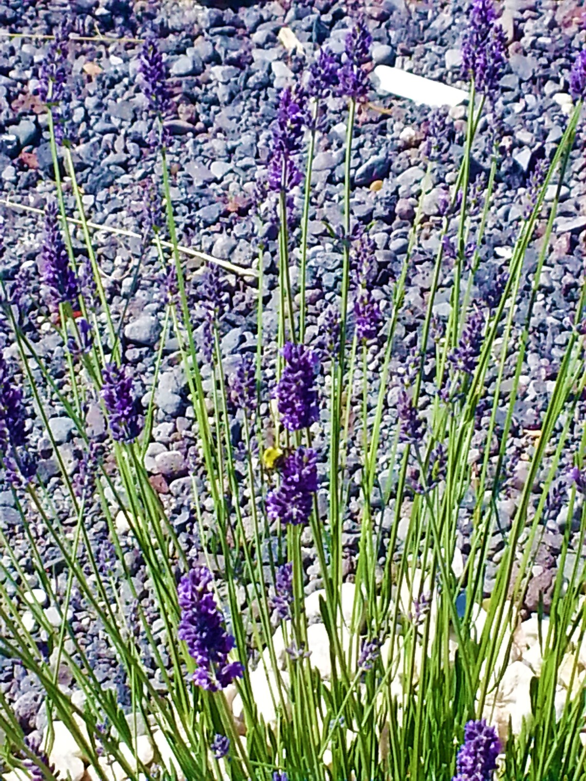Lavender 2 Oz Bulk Hidcote Giant Grown in Western - Etsy