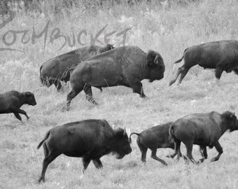 Bison Photo, Nature Picture, Iowa prairie