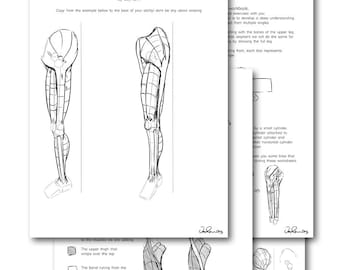 Leg Anatomy Workbook (Printable PDF)