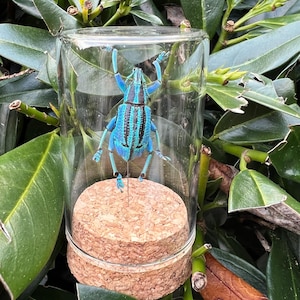 May include: A vibrant blue and black beetle displayed inside a clear glass jar with a cork base. The beetle has long legs and antennae, and is positioned upright. The jar is surrounded by green foliage.