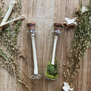Real Fox or Coyote Paw Bone Vials