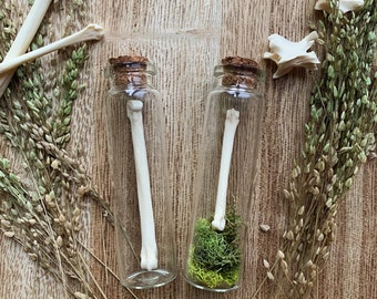 Animal Paw Bone Vials