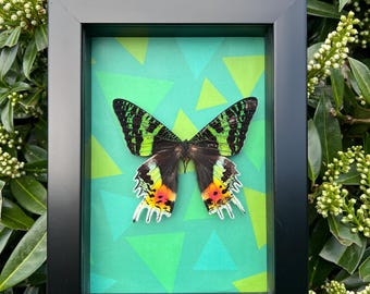 May include: A framed butterfly specimen with green, black, and orange wings. The butterfly is mounted on a green background with a geometric pattern.