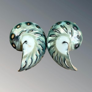 May include: Two iridescent nautilus shells with detailed patterns and a pearlescent sheen. The shells are a mix of teal, white, and brown, with a spiral design. The shells are displayed against a gradient grey background.
