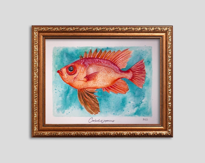 Aquarelle "Cookeolus Japonicus" 18x24cm