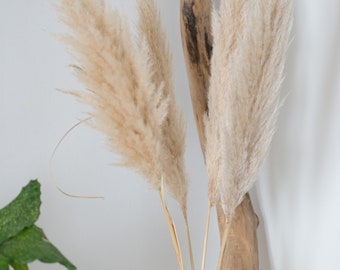 Natural dried pampas interior and wedding decoration