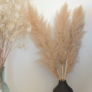 Dried natural pampas image 6