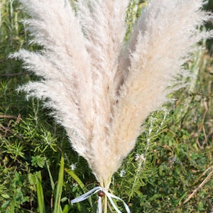 Dried natural pampas image 4