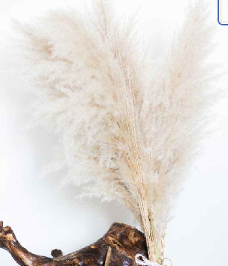 Dried natural pampas image 8