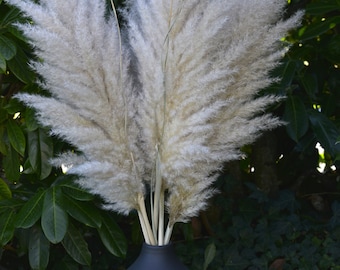 Pampas naturelles séchées