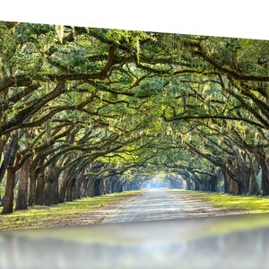 May include: A long, winding path lined with tall trees draped in Spanish moss. The trees create a canopy overhead, casting dappled sunlight on the path.
