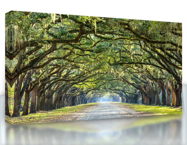 May include: A long, winding path lined with tall trees draped in Spanish moss. The trees create a canopy overhead, casting dappled sunlight on the path.