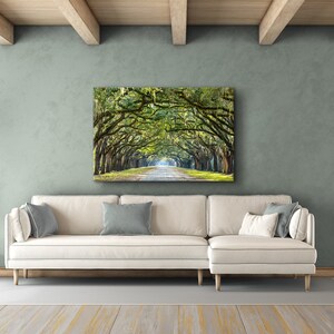 May include: A photograph of a long, tree-lined road with a canopy of green leaves overhead. The road is lined with tall, slender trees with moss hanging from their branches. The road leads to a bright, sunny area in the distance.
