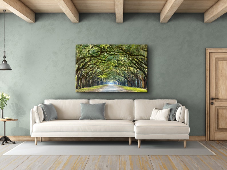 May include: A photograph of a long, tree-lined road with a canopy of green leaves overhead. The road is lined with tall, slender trees with moss hanging from their branches. The road leads to a bright, sunny area in the distance.