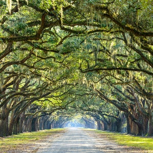 May include: A long, tree-lined path with a canopy of moss-draped oak trees. The path leads to a bright, sunlit area in the distance.