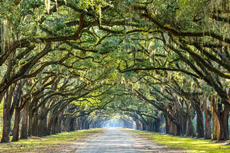 May include: A long, tree-lined path with a canopy of moss-draped oak trees. The path leads to a bright, sunlit area in the distance.