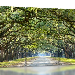 May include: A long, winding road lined with moss-draped oak trees. The trees create a canopy overhead, casting dappled sunlight on the path. The road leads to a bright, open area in the distance.