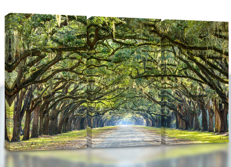 May include: A long, winding road lined with moss-draped oak trees. The trees create a canopy overhead, casting dappled sunlight on the path. The road leads to a bright, open area in the distance.
