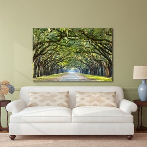May include: A photograph of a long, tree-lined road with a canopy of green trees overhead. The road is lined with tall, slender trees with long, hanging branches. The trees are green and lush, and the road is paved with asphalt. The road is empty, and the sun is shining brightly.