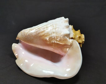 Big  Conch/Conh shell horn/Horn/Trumpet/Blowing Shankh