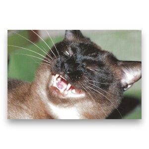 Carte postale Art du bâillement de chat du Japon des années 2000