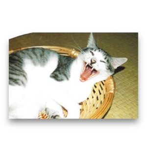 Carte postale Art du bâillement de chat du Japon des années 2000