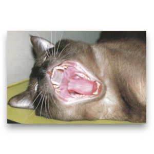 Carte postale Art du bâillement de chat du Japon des années 2000