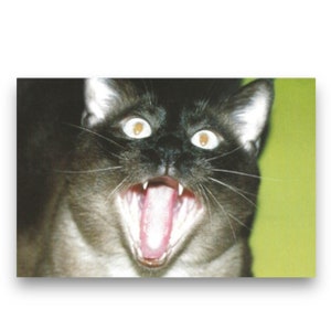 Carte postale Art du bâillement de chat du Japon des années 2000