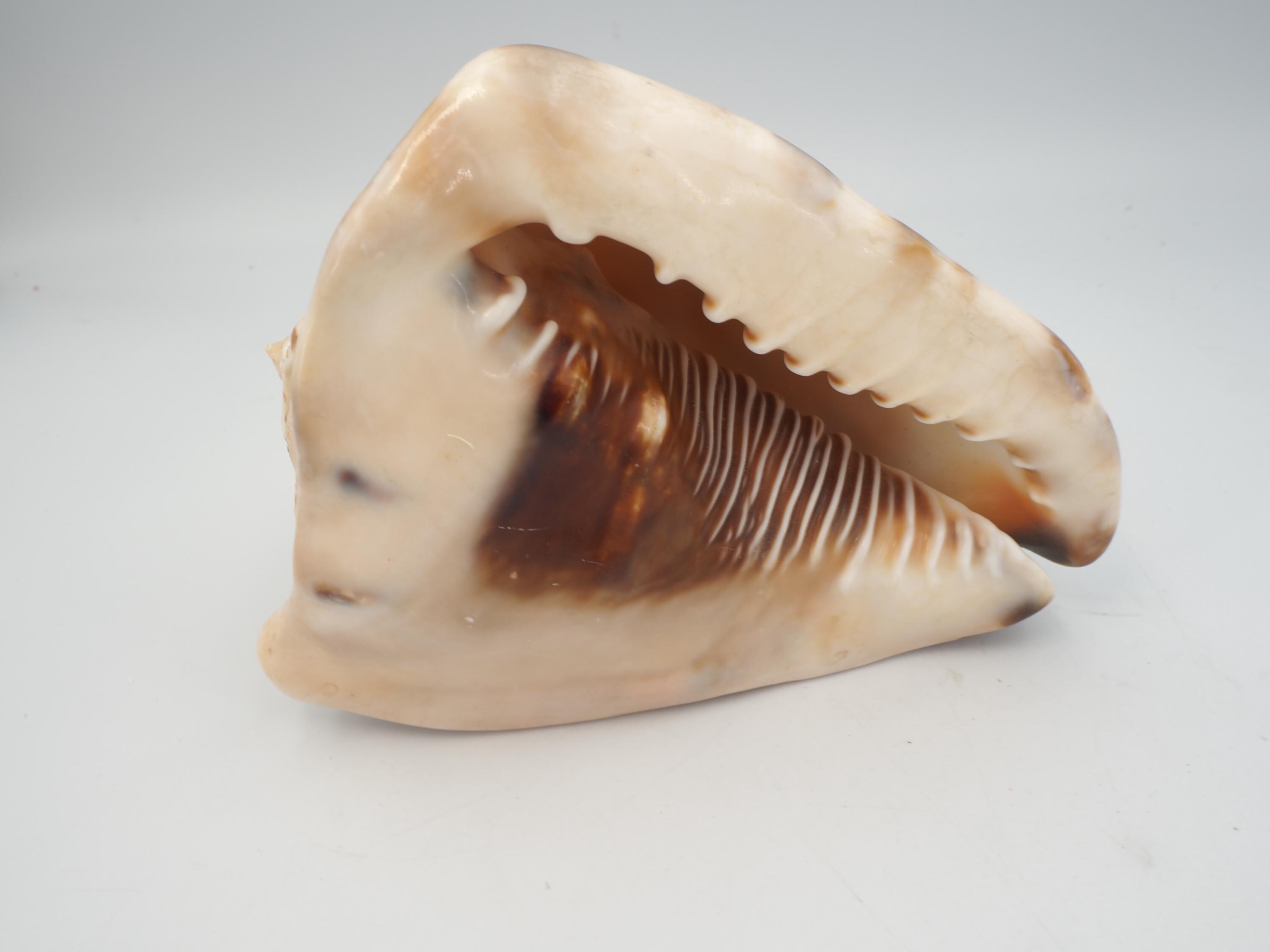 Kings Crown Conch Shell - Etsy